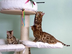 Killikus&reg; Fotographie