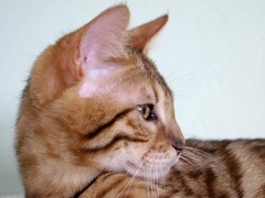 Killikus&reg; Fotographie