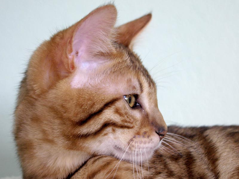 Killikus&reg; Fotographie