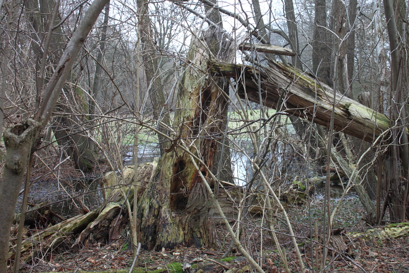 Killikus&reg; Fotographie