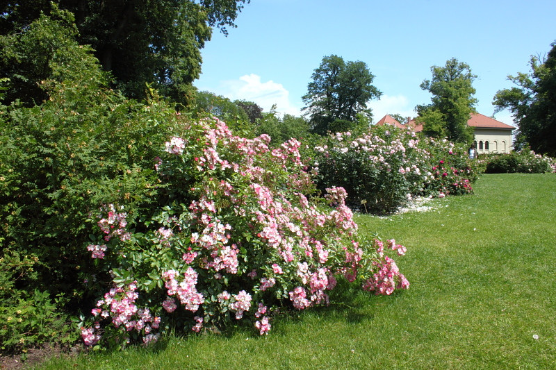 Killikus&reg; Fotographie