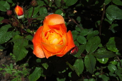 Killikus&reg; Fotographie