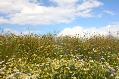 Killikus&reg; Fotographie