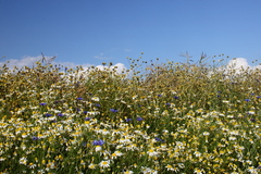 Killikus&reg; Fotographie