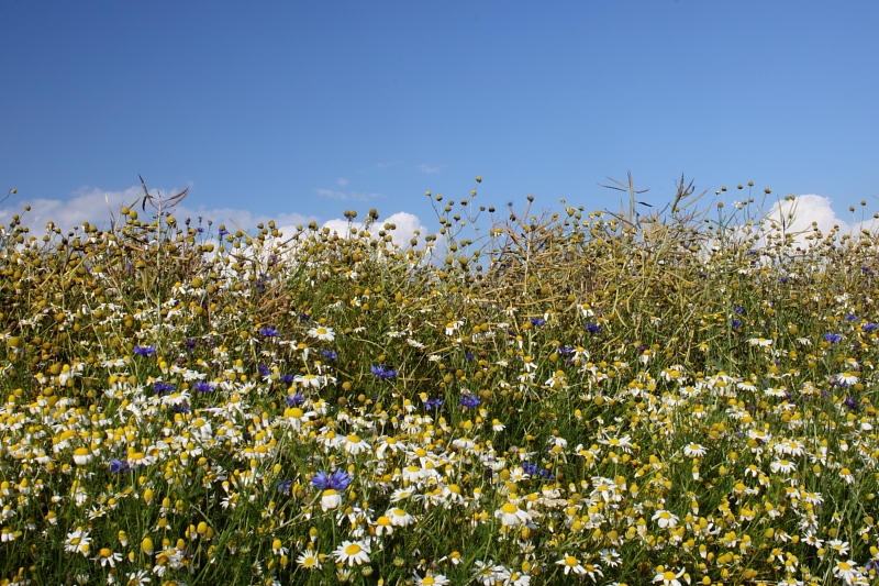 Killikus&reg; Fotographie