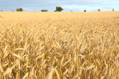 Killikus&reg; Fotographie