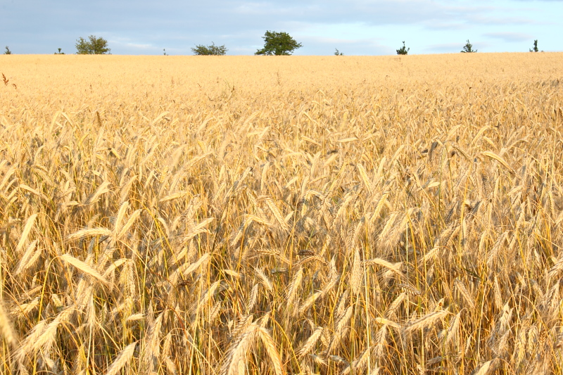 Killikus® Fotographie Killikus® Fotographie