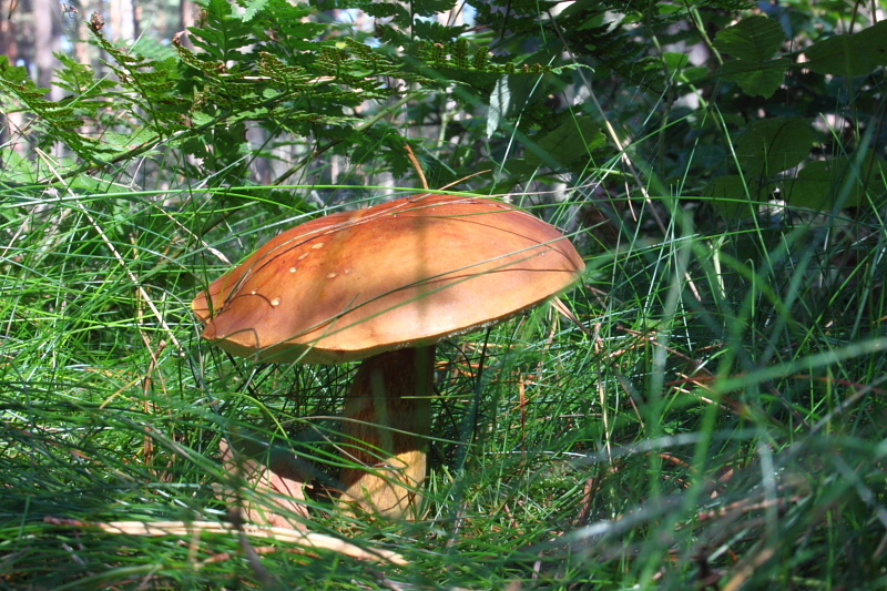 Killikus&reg; Fotographie