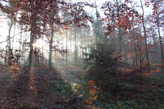 Killikus&reg; Fotographie