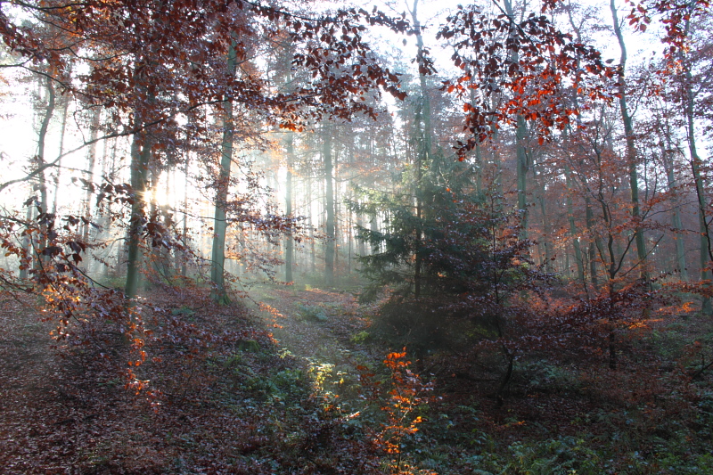 Killikus&reg; Fotographie