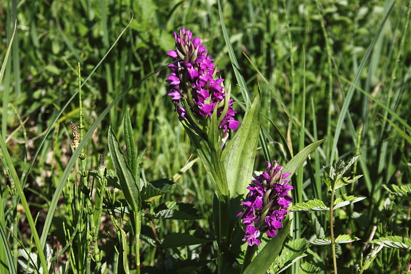 Killikus® Fotographie Killikus® Fotographie