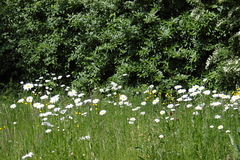 Killikus&reg; Fotographie