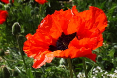 Killikus&reg; Fotographie