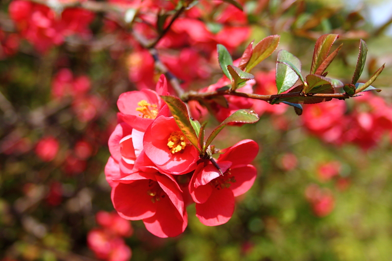 Killikus® Fotographie Killikus® Fotographie