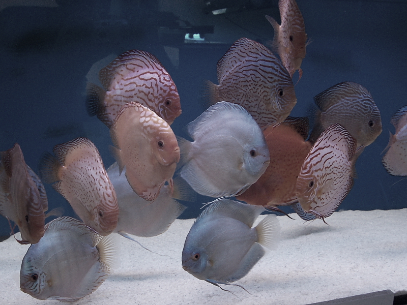 Killikus&reg; Fotographie