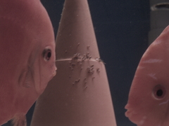 Killikus&reg; Fotographie