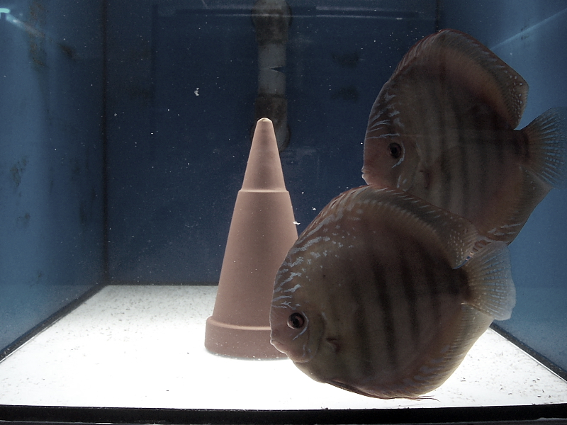 Killikus&reg; Fotographie