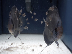 Killikus&reg; Fotographie