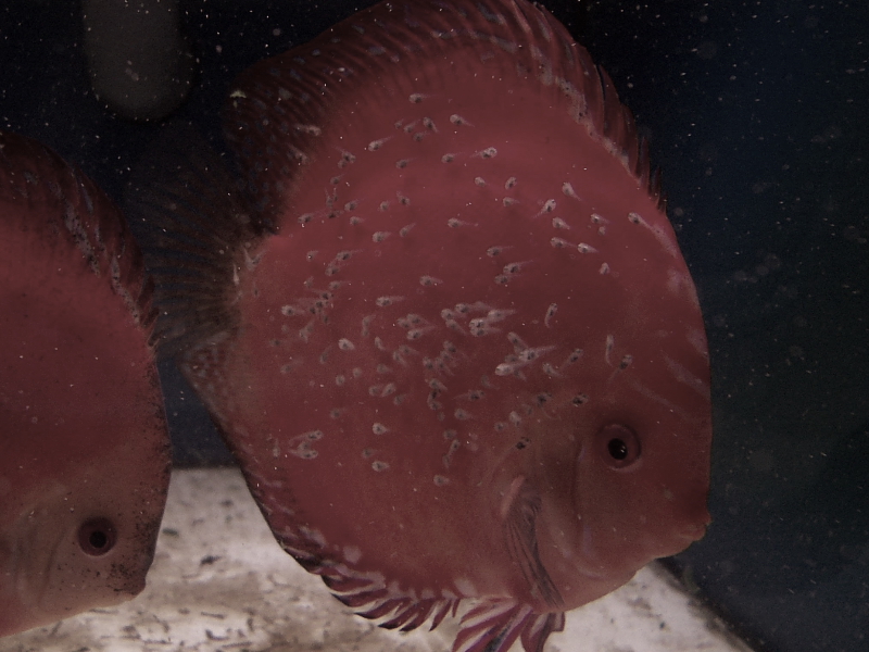 Killikus® Fotographie Killikus® Fotographie