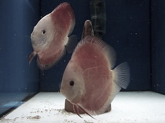 Killikus&reg; Fotographie