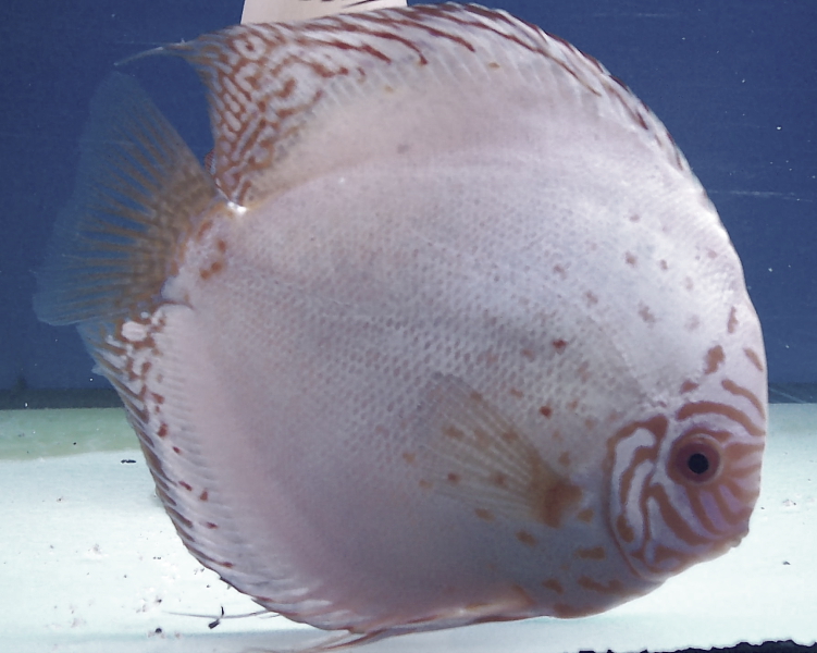 Killikus® Fotographie Killikus® Fotographie