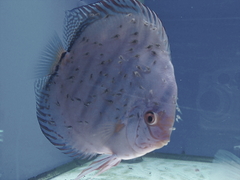 Killikus&reg; Fotographie