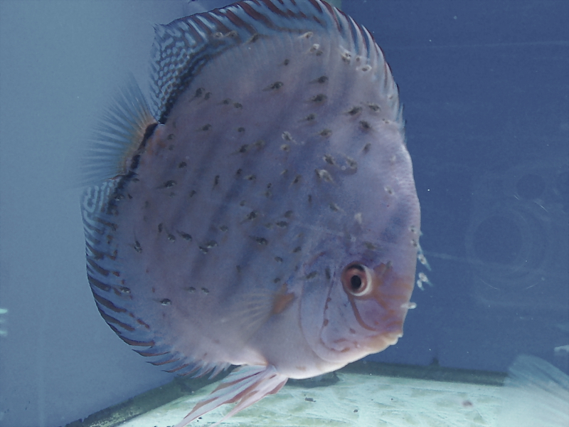 Killikus&reg; Fotographie