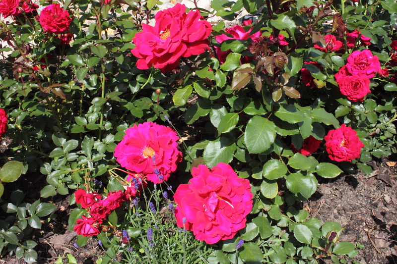 Killikus&reg; Fotographie