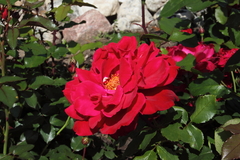 Killikus&reg; Fotographie