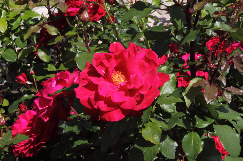 Killikus® Fotographie Killikus® Fotographie