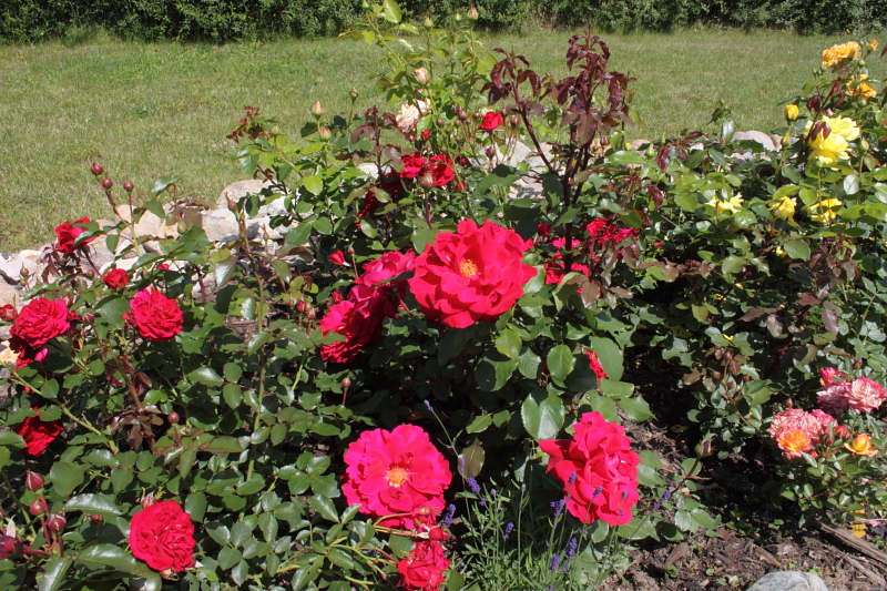 Killikus&reg; Fotographie