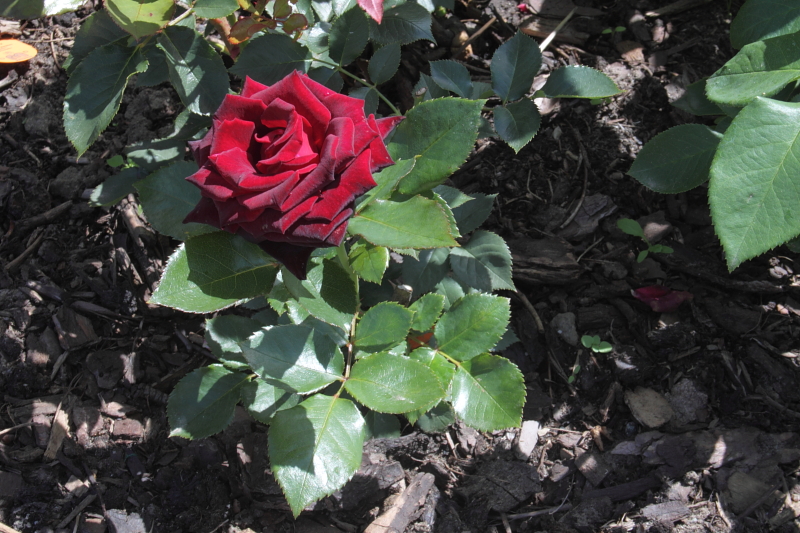 Killikus® Fotographie Killikus® Fotographie