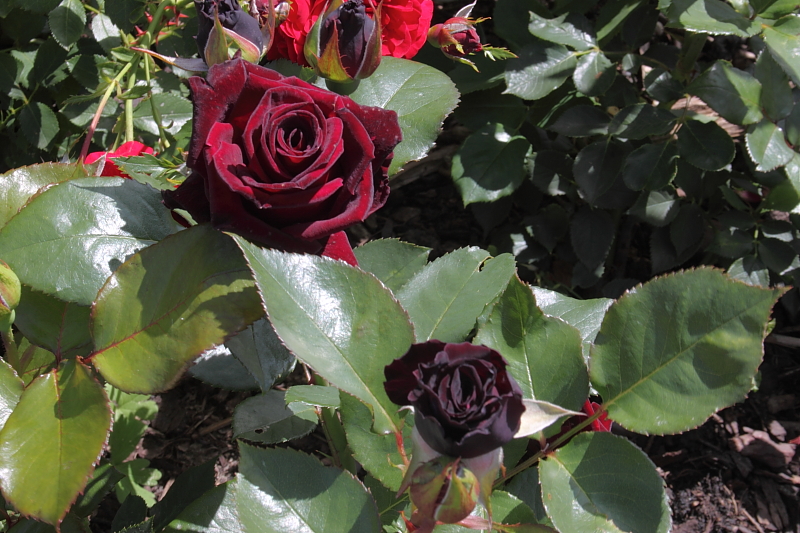 Killikus® Fotographie Killikus® Fotographie