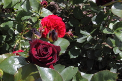 Killikus&reg; Fotographie