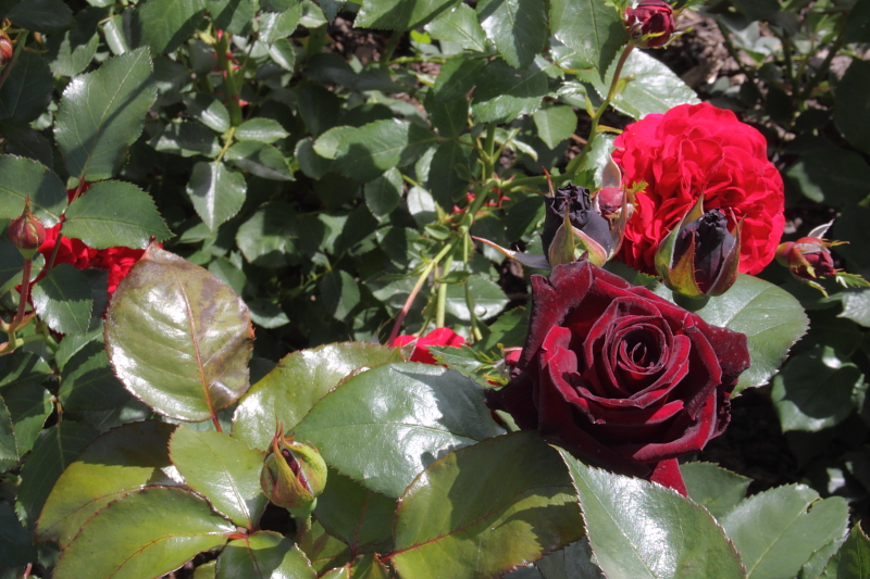 Killikus® Fotographie Killikus® Fotographie