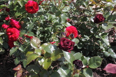 Killikus&reg; Fotographie