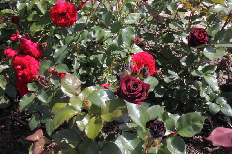 Killikus&reg; Fotographie