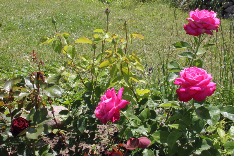 Killikus® Fotographie Killikus® Fotographie