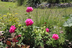 Killikus&reg; Fotographie