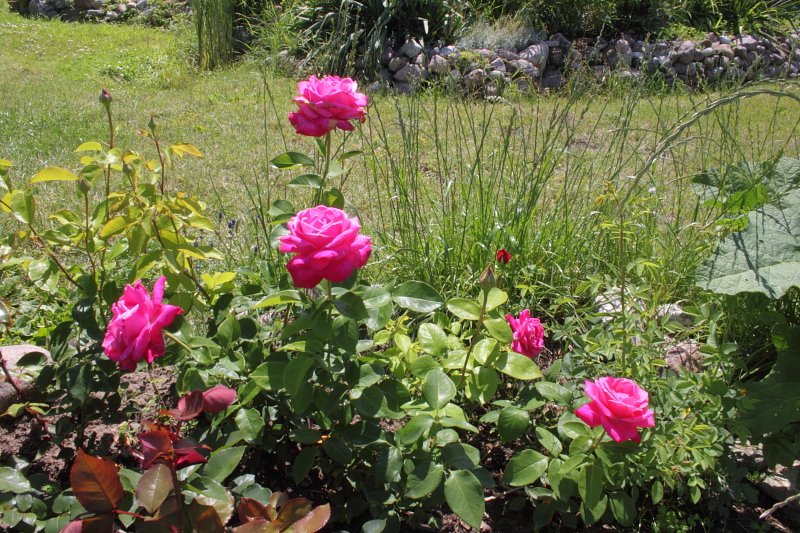 Killikus&reg; Fotographie