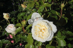 Killikus&reg; Fotographie