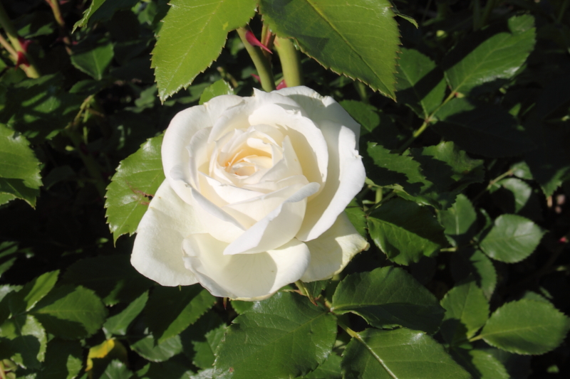 Killikus&reg; Fotographie