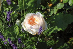 Killikus&reg; Fotographie