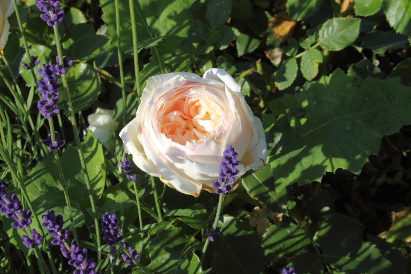 Killikus&reg; Fotographie