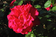 Killikus&reg; Fotographie