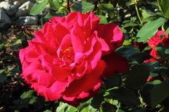 Killikus&reg; Fotographie