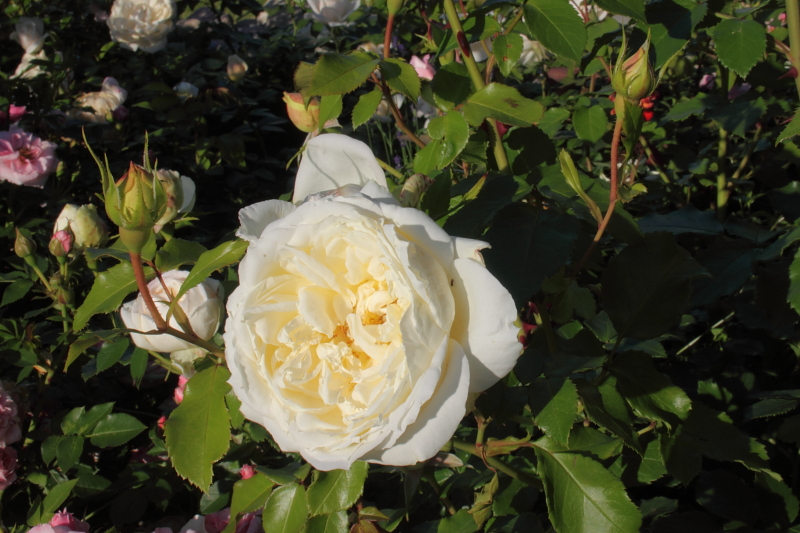 Killikus&reg; Fotographie