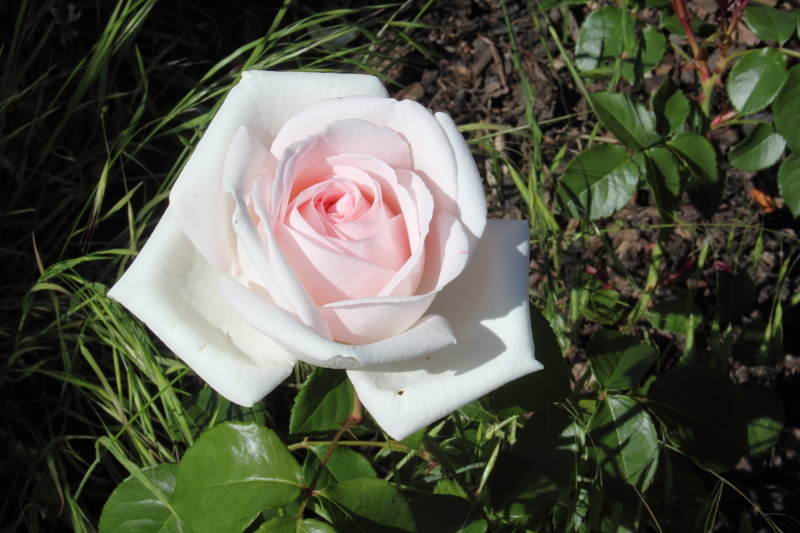 Killikus&reg; Fotographie