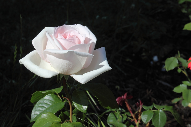 Killikus&reg; Fotographie