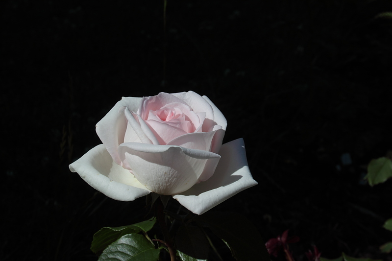 Killikus® Fotographie Killikus® Fotographie